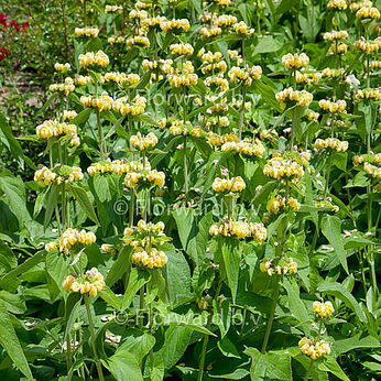 Phlomis russelliana