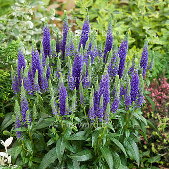Ulster Blue Dwarf