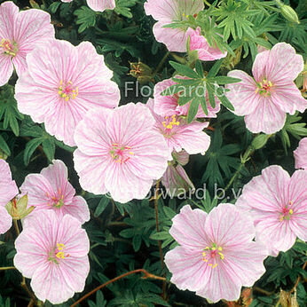 Geranium endressii