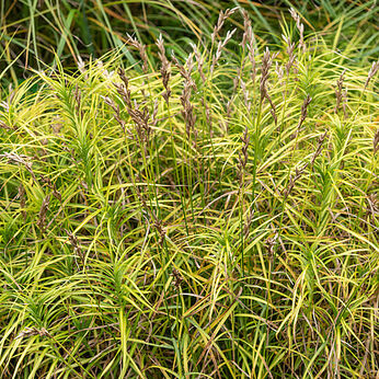 Carex muskingumensis