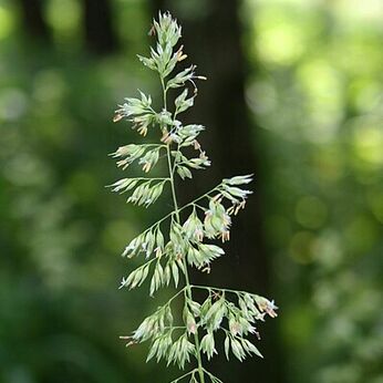 Phalaris arundinacea