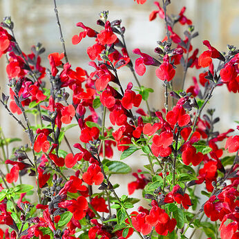 Royal Bumble