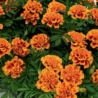Super Hero Orange Bee
