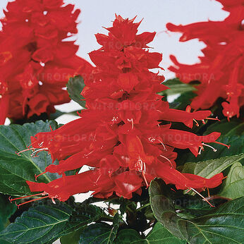 Reddy Bright Red