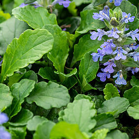 Ajuga reptans