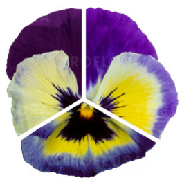 Inspire® Plus Blueberry Lemon