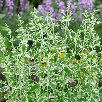 Variegata