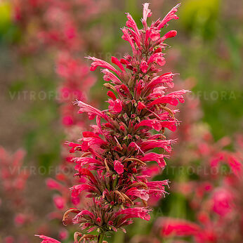 Red Fortune
