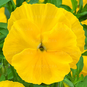 Jumbo Yellow