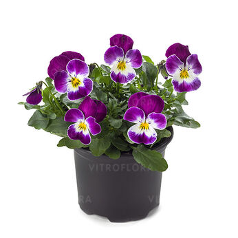 Petit Purple Rose Face