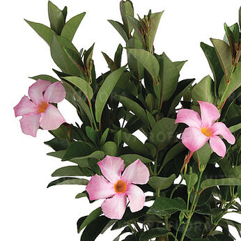 Flordenia Rose