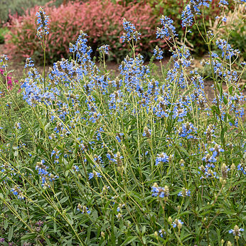 Salvia uliginosa