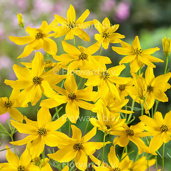 Coreopsis verticillata
