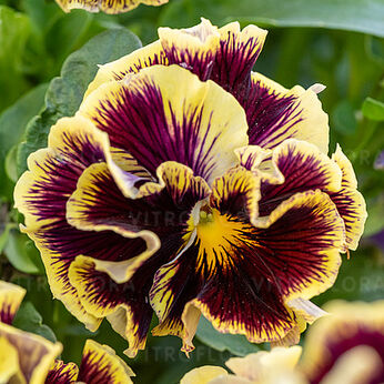Ruffles Dark Heart