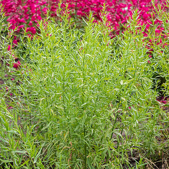 French Tarragon