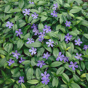 Vinca minor