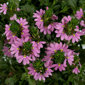 Blessing Pink