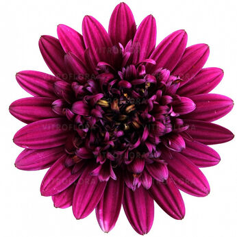 Senorita Double Violet
