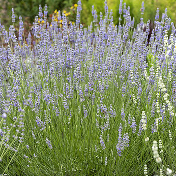 Provence