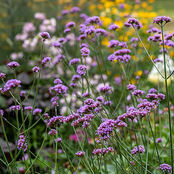 Verbena bonariensis