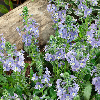 Veronica kemulariae