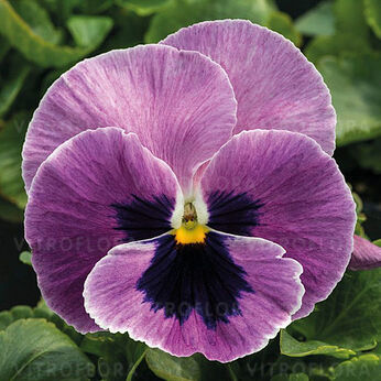 Jumbo Pink Surprise Blotch