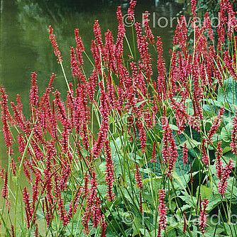 Speciosa