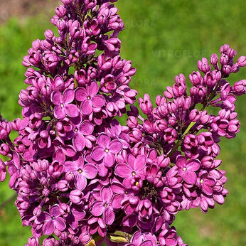 Znamya Lenina