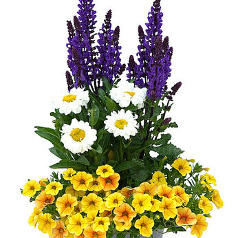 BlooMatch Yellow Emotion