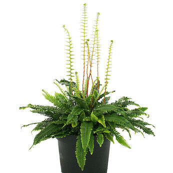 Blechnum spicant