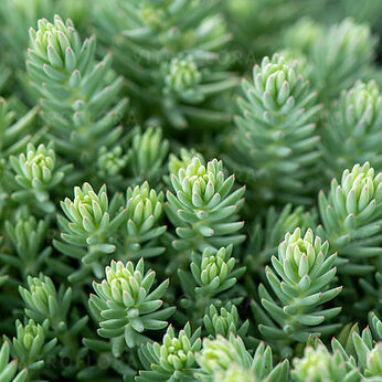 Blue Spruce