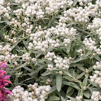 Sommerschnee