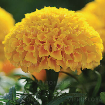 Taishan Gold
