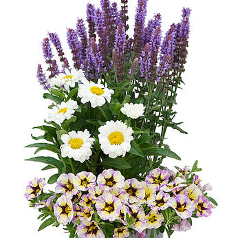 BlooMatch Blueberry Bees