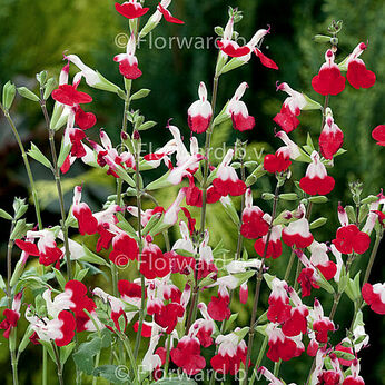 Hot Lips
