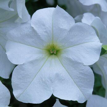 Fanfare White