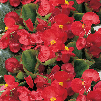 Milet Olympia Scarlet