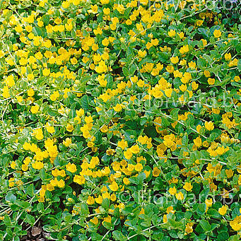 Lysimachia nummularia