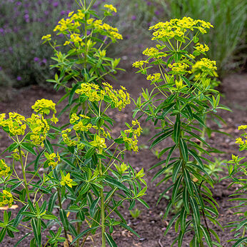 Euphorbia schillingii