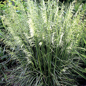 Deschampsia caespitosa