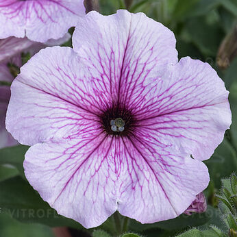 ColourCloud Pink Punch