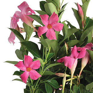 Flordenia Pink