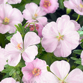 Apfelblüte