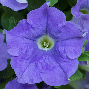 Fanfare Sky Blue