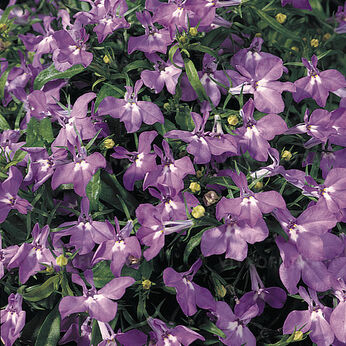 Early Sky Lilac