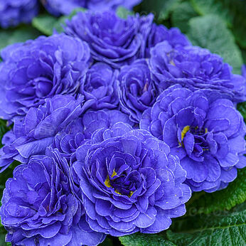 Prima Belarina Blue Champion