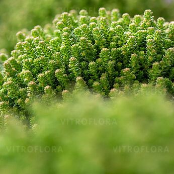 Sedum sexangulare