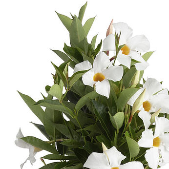 Flordenia White