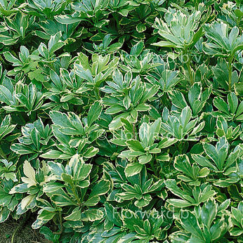 Variegata