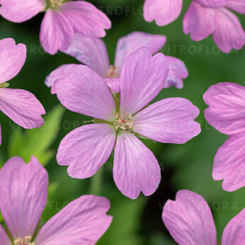 Geranium endressii